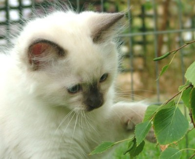 kitten-ragdoll-tm.jpg