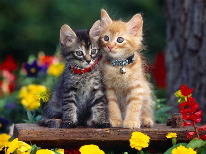 kitten_wallpaper9_800x600.jpg