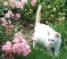 kitten-whte-pink-rosejo.jpg