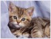 cute-kitten-cat-1.jpg
